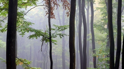 Bäume eines Buchenwaldes im Spessart stehen im Nebel. (Foto: Karl-Josef Hildenbrand/dpa)