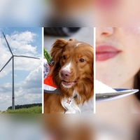 Windkraft auf der Frankenhöhe, Assistenzhunde in Franken und Zucker als omnipräsentes Lebensmittel: Diesen Reportage-Themen haben sich Studierende der Hochschule Ansbach angenommen. (Foto: Wohlfart, Johnsen/Löwe/Pieper/Schwensfeier, Buchmann/Miklausch/Nabenhauer/Sindel/Wiedemann)