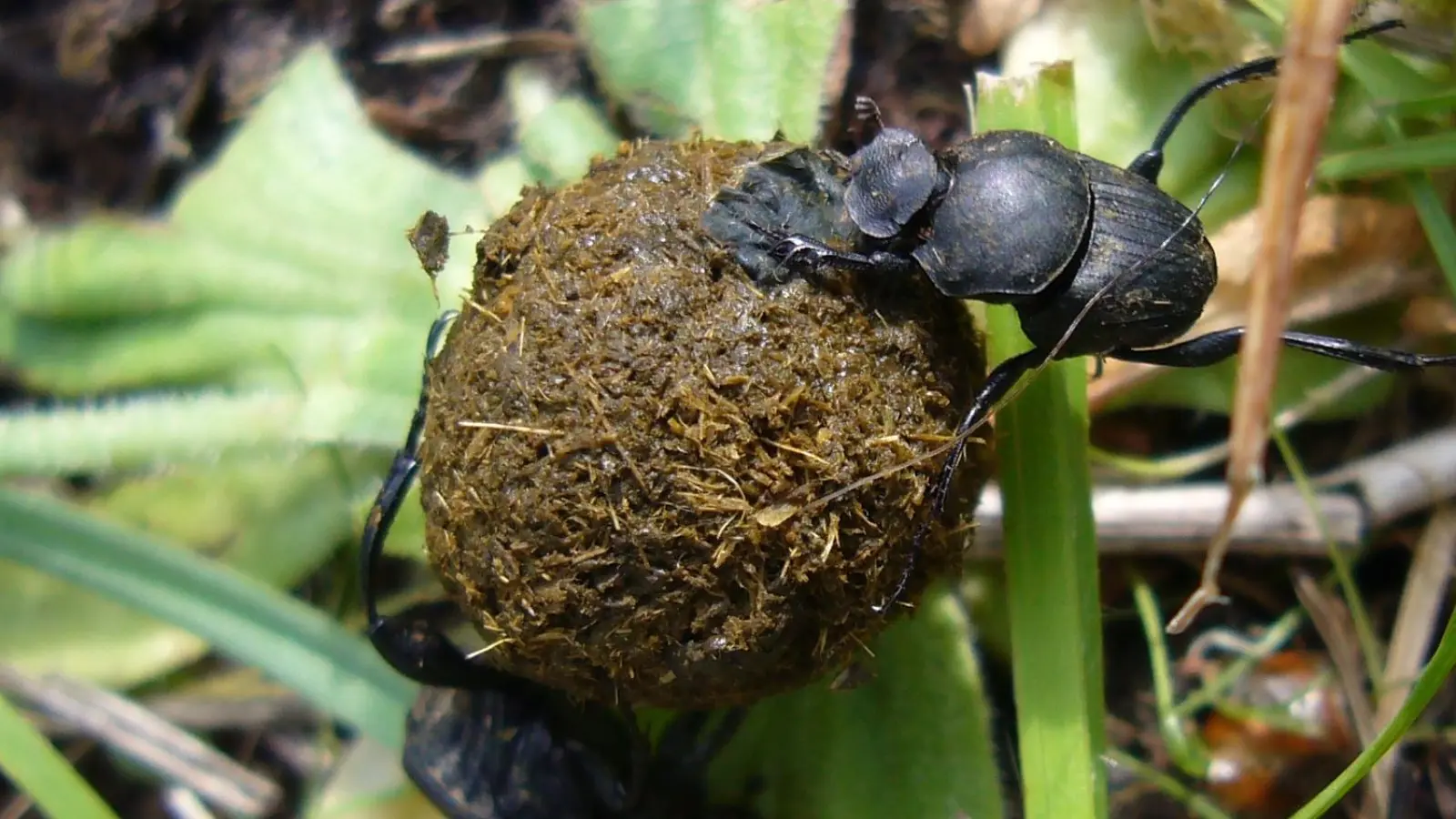 Um die Eier zu schützen, legen sie manche Käfer in Kotpillen und bugsieren diese dann mühsam an geeignete Stellen. Das Bild zeigt einen Pillendreher am Petersberg bei Marktbergel.  (Foto: Ulrich Meßlinger)