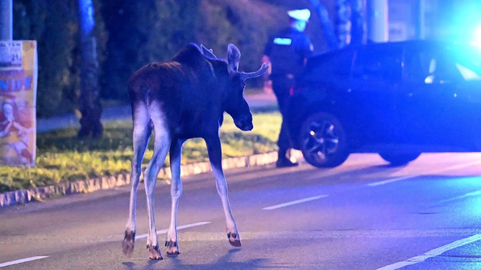 Der Elch hält Polizei und Medien auf Trab.  (Foto: Helmut Fohringer/APA/dpa)