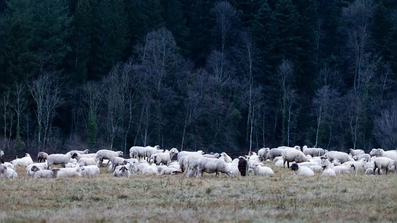 Schafe auf einer Weide im Hochschwarzwald. (Foto: Philipp von Ditfurth/dpa)