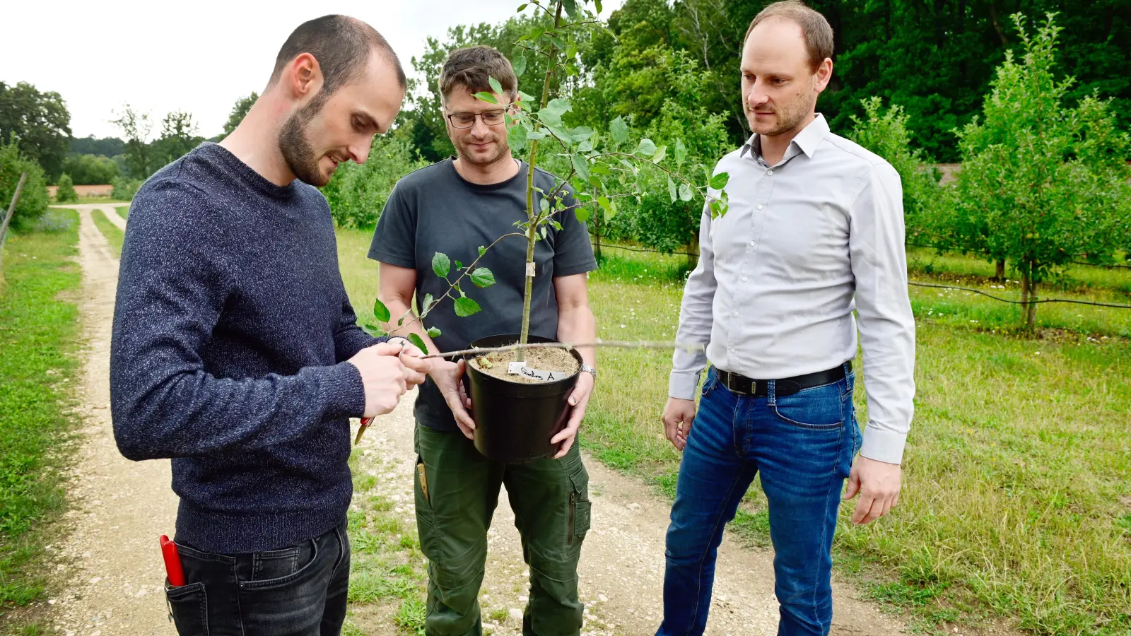 Benjamin Steiger, Mitarbeiter im Projekt Genetische Sortenerhaltung, demonstriert die Gewinnung von Edelreisern. Unterstützt wird er von Simon Schnell, Gärtnermeister bei den Landwirtschaftlichen Lehranstalten, und Dr. Michael Tröster, Abteilungsleiter Pflanzenbau und Versuchswesen (von links nach rechts). (Foto: Jim Albright)