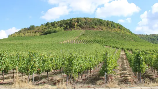 Der Bullenheimer Berg ist ein bekanntes Weinbaugebiet. Seine archäologische Bedeutung soll nun noch deutlicher werden. (Foto: Constantin Prosch)