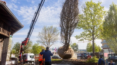 Eine Sumpfzypresse wird auf die Insel an der Erkenbrechtallee gepflanzt und soll ein Hingucker bei der Landesgartenschau 2027 werden. (Foto: Evi Lemberger)