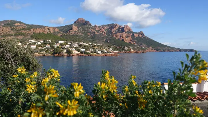 Gelbe Blüten, blaues Meer, rostbraune Berge: Die Küstenlandschaft zwischen Agay und Théoule-sur-Mer. (Foto: Andreas Drouve/dpa-tmn)