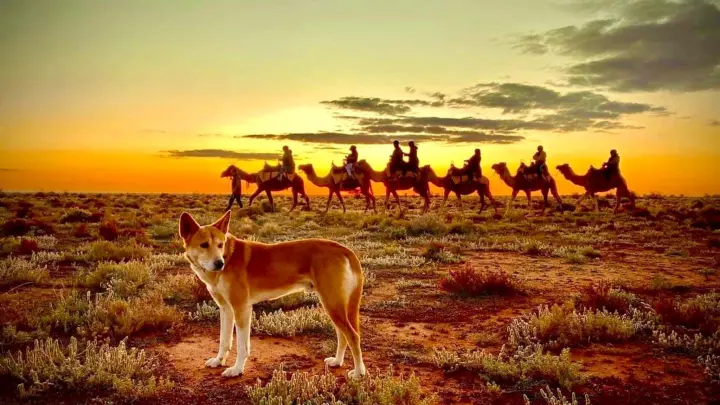 Kamele wurden seit den 1840er Jahren als Lastentiere nach Australien gebracht. Inzwischen gelten sie mancherorts als Plage. (Foto: Petah Devine/Silverton Outback Camels/dpa)