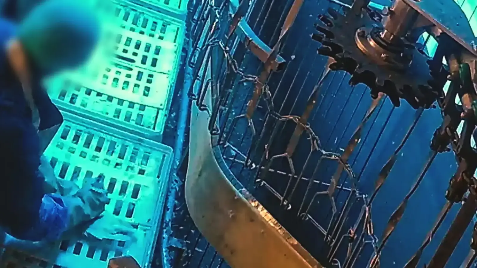 After slaughterhouse scandal in Wassertrüdingen: Machines tore the heads ...