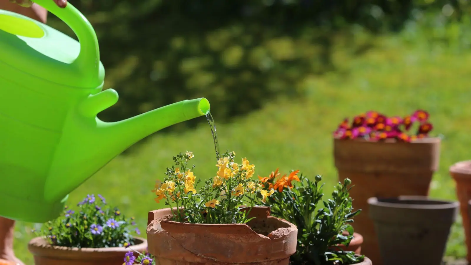 Sonnig und warm: Wer im Sommer falsch gießt, verschwendet Wasser und stresst seine Pflanzen. (Foto: Karl-Josef Hildenbrand/dpa-tmn)