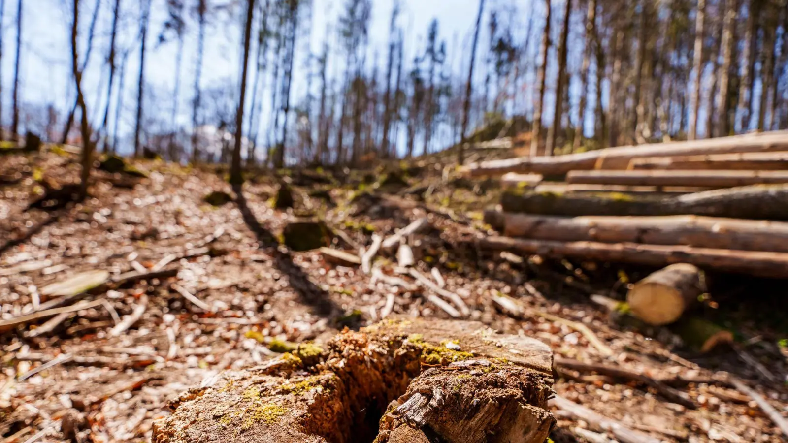 Die EU-Entwaldungsverordnung wird nach Druck auf der Wirtschaft abgeschwächt. (Symbolbild)  (Foto: Andreas Arnold/dpa)