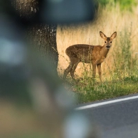 Achtung Reh! Jetzt schön langsam fahren und mit Nachzüglern im Wildwechsel rechnen. (Foto: Patrick Pleul/dpa/dpa-tmn)
