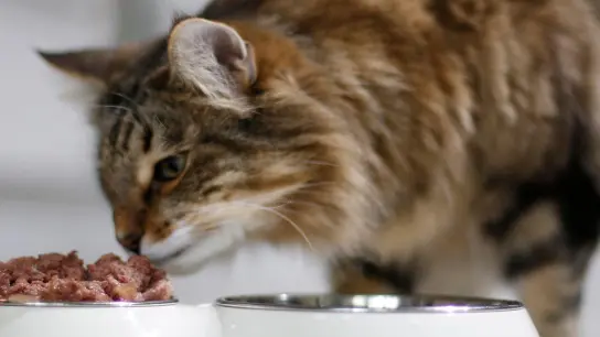 Katzenfutter sollte nicht zu phosphorhaltig sein. Das ist schlecht für die Niere. (Foto: Ina Fassbender/dpa-tmn)