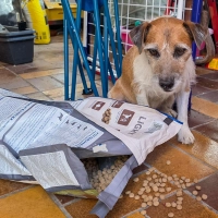 Die Familie im Urlaub, der Hund bleibt allein und soll sich selbst versorgen. So wie auf dem Symbolbild sollte es nicht aussehen. Haustiere brauchen tägliche Betreuung. (Foto: Landratsamt Ansbach/Christina Euler)