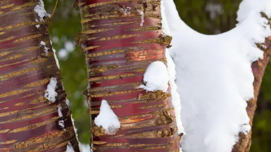 Die Mahagoni-Kirsche (Prunus serrula) trägt eine rotbraun glänzende Rinde, die mit Querstreifen dekoriert ist. (Foto: Marion Nickig/dpa-tmn)