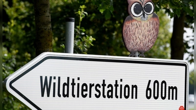 Der Hamburger Wolf soll nach Sachsenhagen gebracht worden sein.  (Foto: picture alliance / dpa)