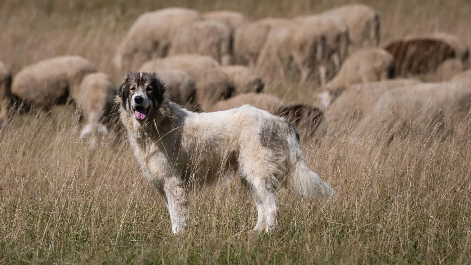 Herdenschutzhunde sind dazu gemacht, ihr Territorium und ihre Herde zu verteidigen. Das macht sie für Spaziergänger gefährlich. (Foto: Christoph Schmidt/dpa)