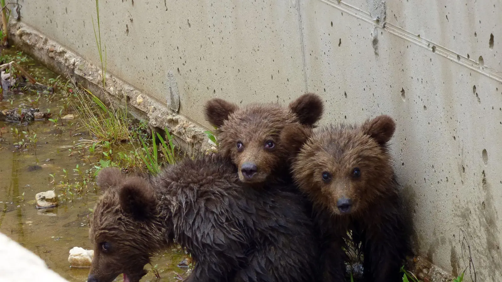 Die drei kleinen Bären vor ihrer Rettung aus dem Kanal. (Foto: -/Arcturos/dpa)