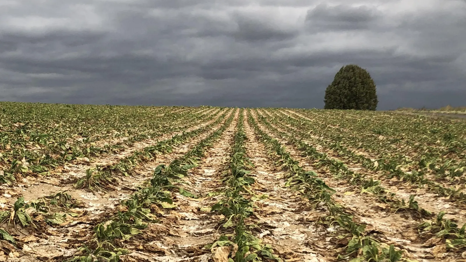 Ein Zuckerrübenfeld nach einem Befall der Schilfglasflügelzikade.  (Symbolbild: Verband Fränkischer Zuckerrübenbauer/Christoph Ott)