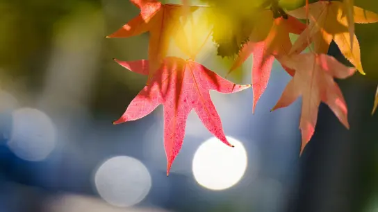 Am 23.09. ist der kalendarische Herbstanfang. (Foto: Frank Rumpenhorst/Frank Rumpenhorst/dpa/dpa)