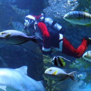 Taucher in Weihnachtsmannkostümen treten in der Sea Life Bangkok Ocean World in Bangkok auf. (Foto: Rachen Sageamsak/XinHua/dpa)