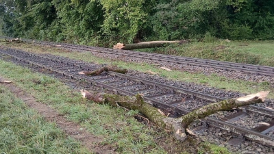 Der Zug war mit hoher Geschwindigkeit unterwegs, als er mit dem Baum zusammenstieß. (Foto: Bundespolizei/dpa)