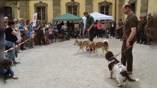 Beim Jägertag auf Schloss Schillingsfürst gab es Vorführungen der Stöberhundgruppe Frankenhöhe. Anita Stettner informierte die Zuschauenden über die Tiere. (Foto: Gerhard Krämer)