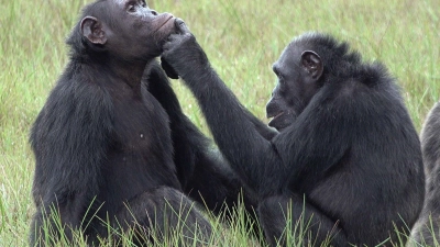 Roxy und Thea aus der Gemeinschaft von etwa 45 Schimpansen, die im Loango-Nationalpark in Gabun leben und vom „Ozouga“-Schimpansenprojekt untersucht werden. (Foto: Tobias Deschner/Ozouga chimpanzee project/dpa)