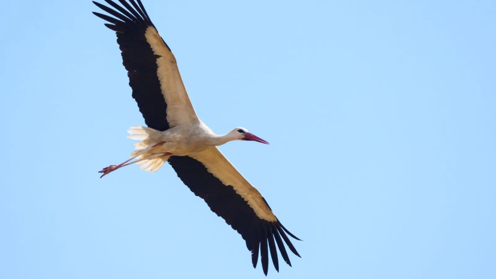 Überflieger: Mit 15.000 Weißstorch-Brutpaaren rechnet der Nabu in dieser Saison. (Archivbild) (Foto: Patrick Pleul/dpa)