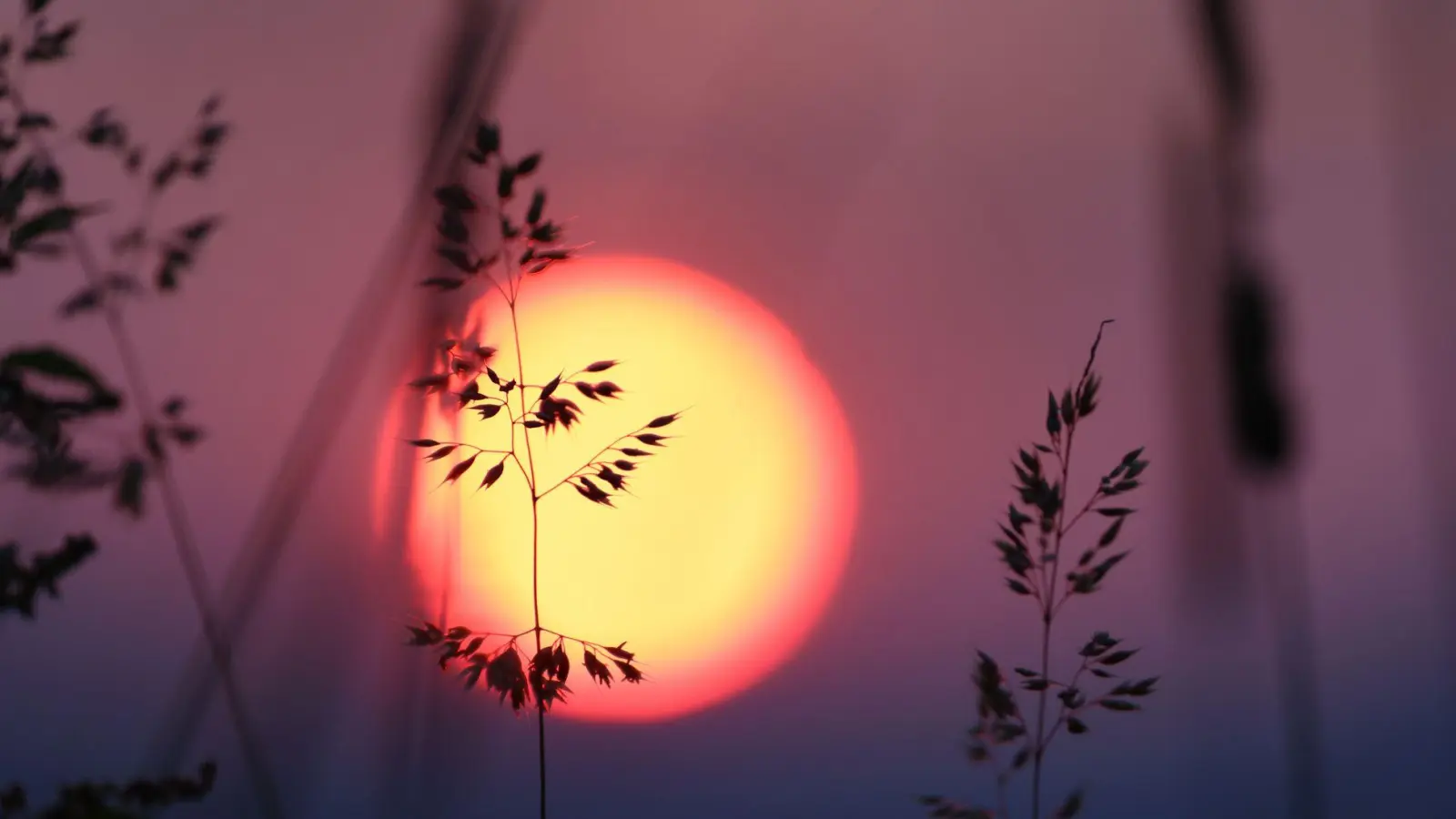 In den kommenden Tagen gibt es Sonne satt im Freistaat. (Foto: Karl-Josef Hildenbrand/dpa)