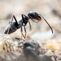 Die invasive Große Drüsenameise ist an ihrer tiefschwarzen Farbe und der enormen Koloniebildung zu erkennen. (Foto: Uli Deck/dpa/dpa-tmn)