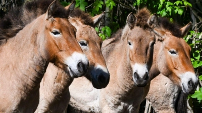 Zurück in die Wildnis: Lange Zeit galten Przewalskipferd als ausgestorben. Nun wird eine Herde der Tiere im Berliner Zoo zusammengeführt, um bald in Kasachstan ausgewildert zu werden. (Foto: Jens Kalaene/dpa)