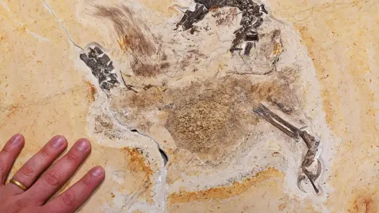 Im Staatlichen Museum für Naturkunde Karlsruhe wird das Fossil eines „Ubirajara jubatus“ Sauriers gezeigt. Das wohl unrechtmäßig nach Baden-Württemberg gebrachte Fossil ist inzwischen zurück in Brasilien. (Foto: Uli Deck/dpa)