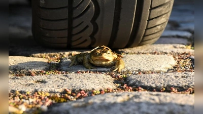 Viele Amphibien wie Erdkröten kommen auf ihren Frühjahrs- und Herbstwanderungen beim Überqueren von Straßen ums Leben. Der Bund Naturschutz organisiert auch im Kreis Ansbach Rettungsaktionen. (Foto: Michael Hauer)