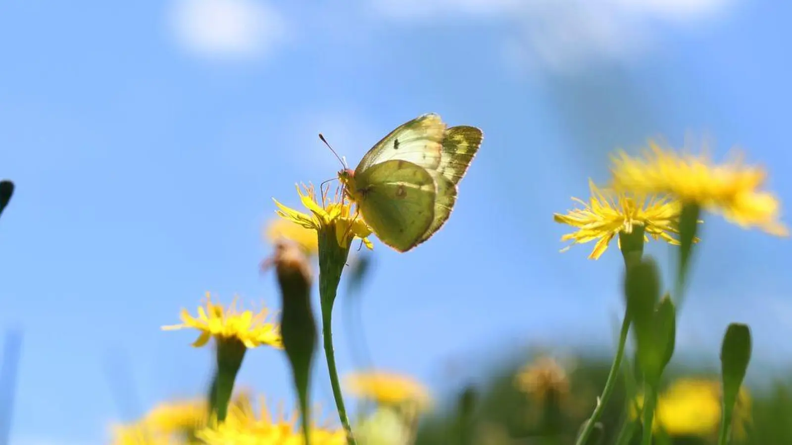 An vielen Orten im Freistaat wird in den kommenden Tagen die 30-Grad-Marke geknackt. (Symbolbild) (Foto: Karl-Josef Hildenbrand/dpa)