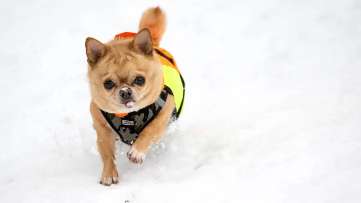 Schnee im März, und das in Bremen - da guckt auch Chihuahua „Creamy“ verdattert. (Foto: Sina Schuldt/dpa)