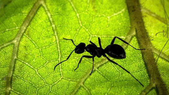 Eine Ameise sitzt auf der Unterseite eines Blattes. (Foto: Sina Schuldt/dpa)