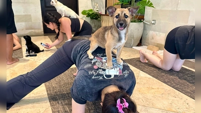 Beim Puppy Yoga springen die Welpen gerne auf den Rücken der Teilnehmer. (Foto: Carola Frentzen/dpa)