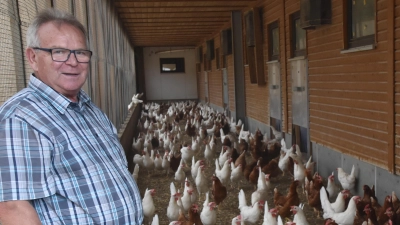 Hans Hofmann im Hühnerstall: Der bäuerliche Familienbetrieb in Sondernohe bei Flachslanden gehört zu den großen Hühnerhaltern im Landkreis Ansbach.  (Foto: Silvia Schäfer)