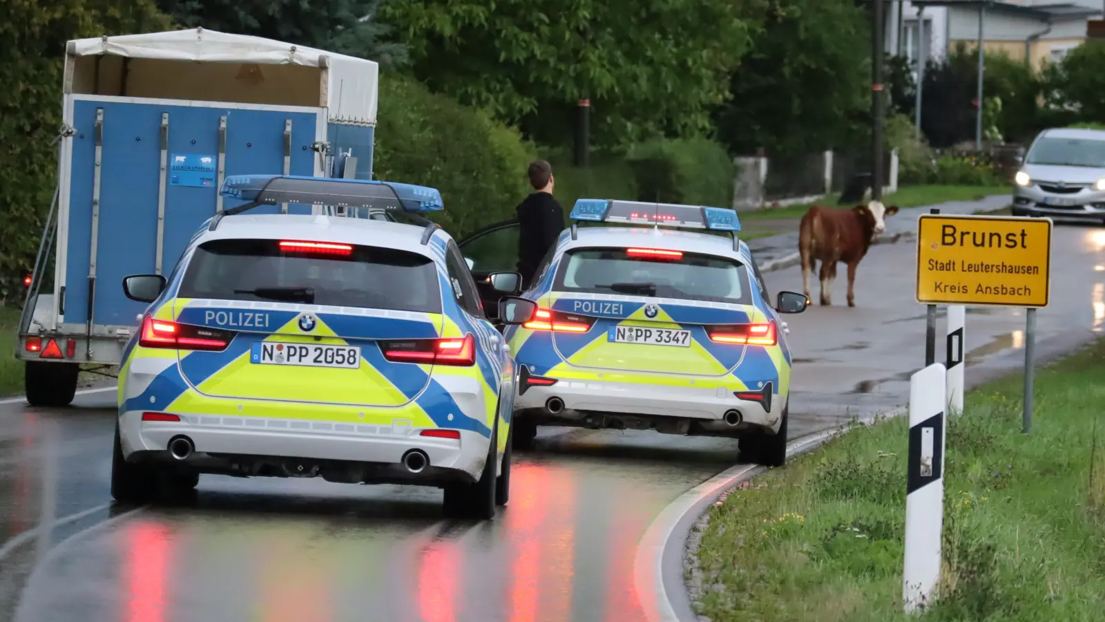 Der Jungbulle bewegte sich zeitweilig in Brunst - die Polizei blieb auf den Fersen. (Foto: Gudrun Bayer)