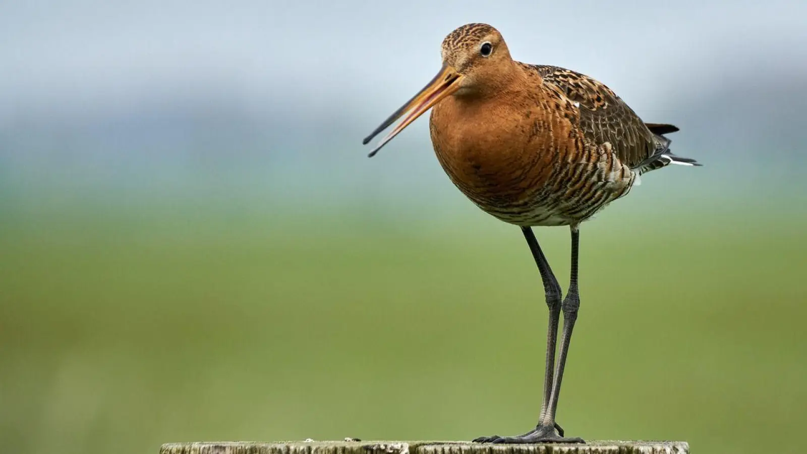 Wiesenbrüter wie die Uferschnepfe finden im Altmühltal Schutz und Lebensraum. Sie sind besonders gefährdet. (Foto: Ton Veldhuizen, Pixabay)