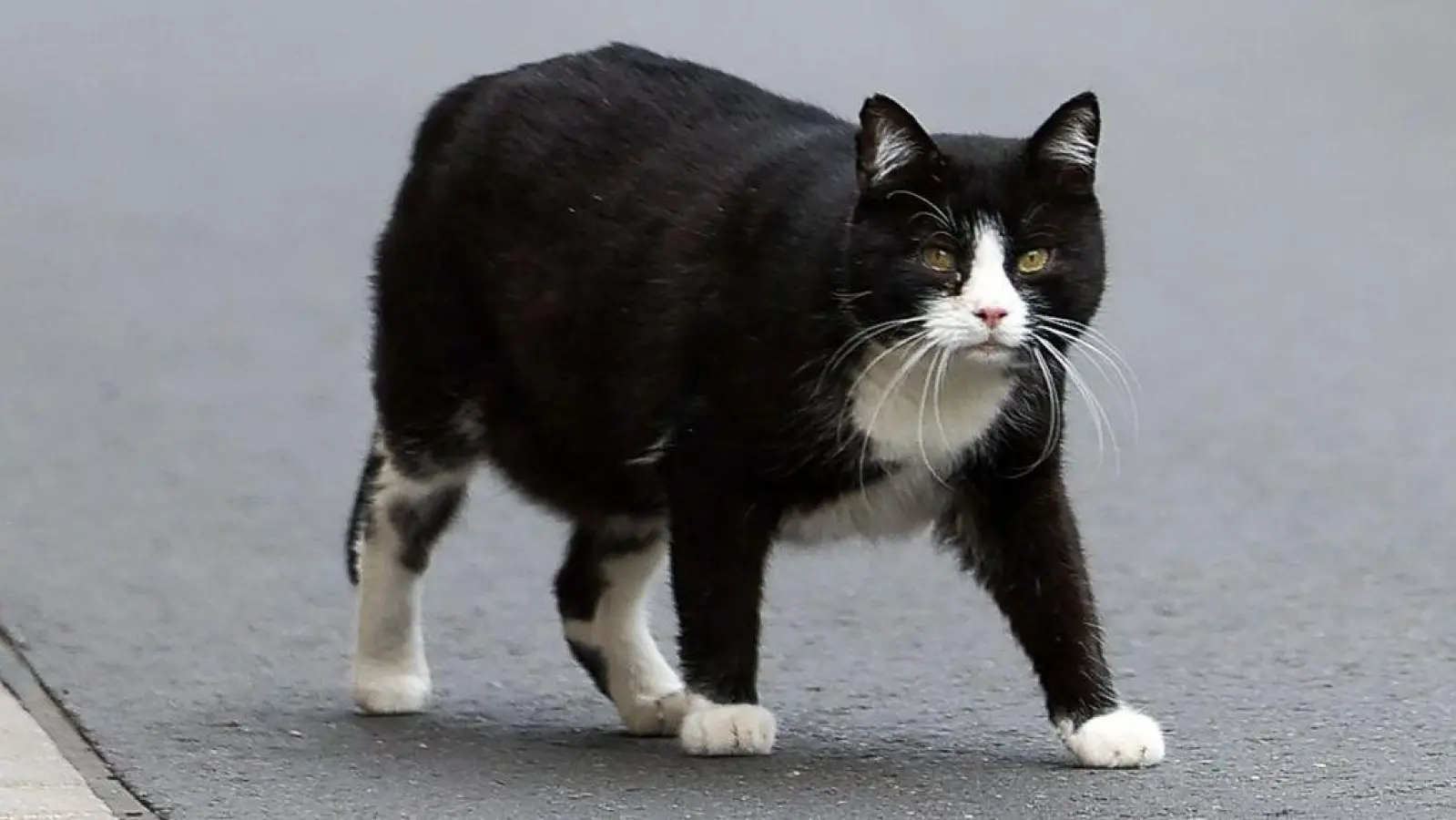 Eine Katze rettete die Ansbacher Polizei am Karsamstag. (Symbolbild: Jan Woitas/dpa-Zentralbild)