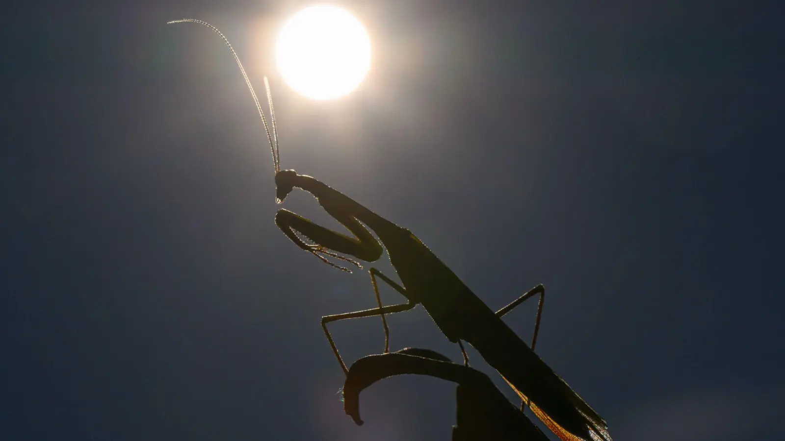 Das Jahr 2025 dürfte eines der drei heißesten werden. (Archivbild) (Foto: Patrick Pleul/dpa)