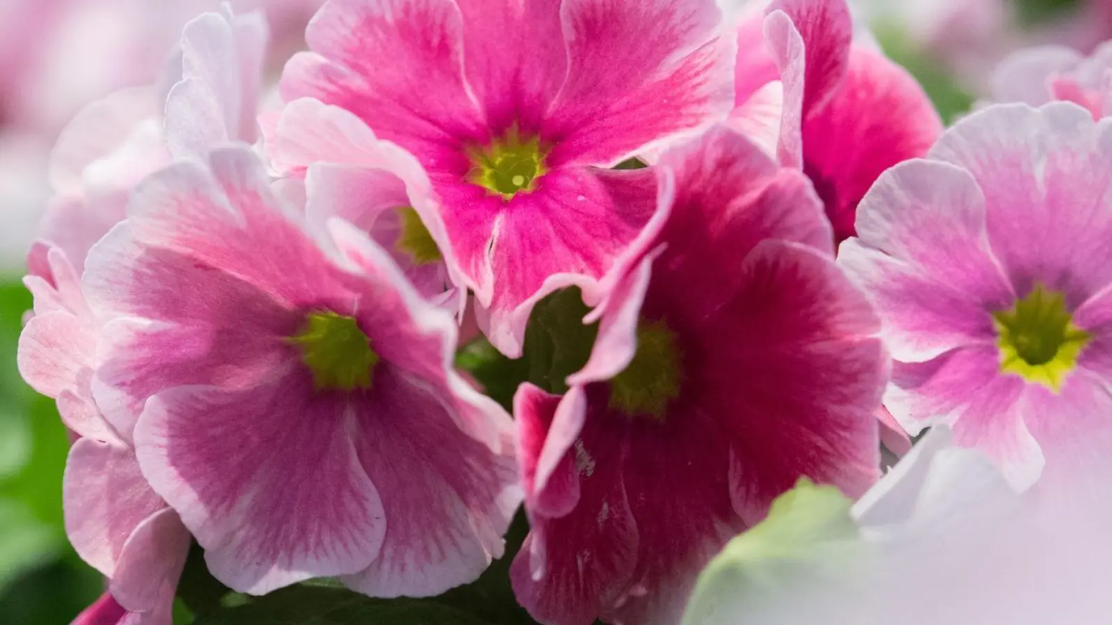 Frühlingsblüher: Primeln (Primula) bevorzugen einen kühlen Standort. (Foto: Andrea Warnecke/dpa-tmn/dpa)