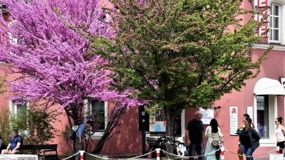 Genießen Sie das Frühlingsfest in Neustadt an der Aisch! (Foto: Gudrun Schwarz-Köhler)