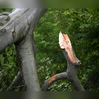 Kontrolle kann der Knackpunkt sein, wenn es darum geht, ob man haftbar zu machen ist und private Haftpflicht- und Wohngebäudeversicherungen bei Schäden durch umgestürzte Bäume oder Äste einspringen. (Foto: Michael Brandt/dpa/dpa-tmn)