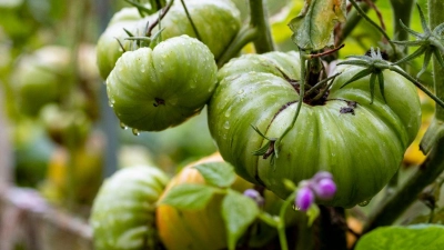 Sie möchten Tomaten aus Tomaten ziehen? Dann können Sie samenfestes Saatgut kaufen und aus den ersten Früchten der Ernte Kerne für neue Pflanzen gewinnen. (Foto: Christoph Reichwein/dpa)