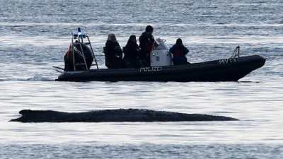 Die Bemühungen um den gestrandeten Wal gehen weiter. (Foto: Bernd Wüstneck/dpa)
