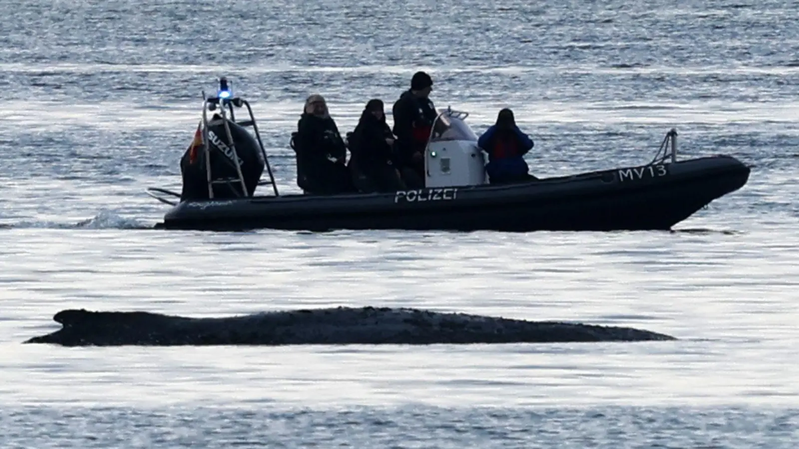 Die Bemühungen um den gestrandeten Wal gehen weiter. (Foto: Bernd Wüstneck/dpa)