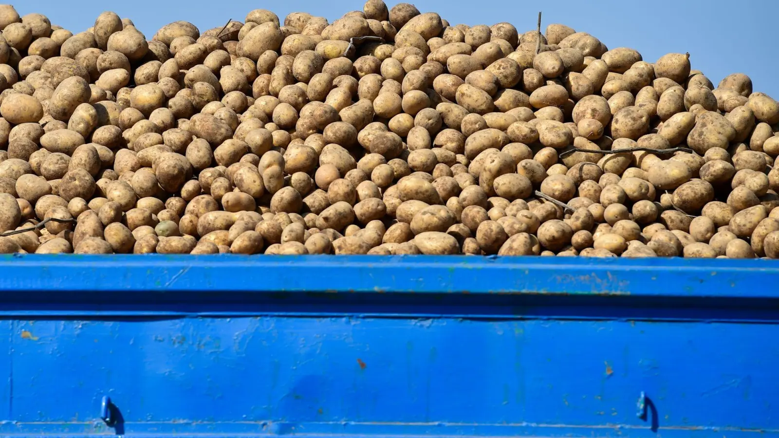 Rund Sechs Tonnen Kartoffeln verlor der Landwirt auf der B2. (Symbolbild) (Foto: picture alliance / ZB)