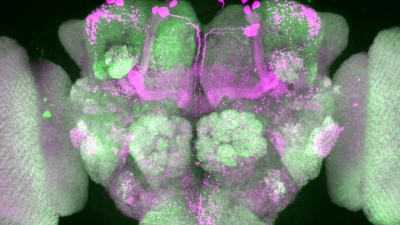 Nervenzellen im Gehirn einer Taufliege wurden durch Forscher pink eingefärbt, Nervenzellenverbindungen sind grün dargestellt.  (Foto: Anatoli Ender/Charité/dpa)