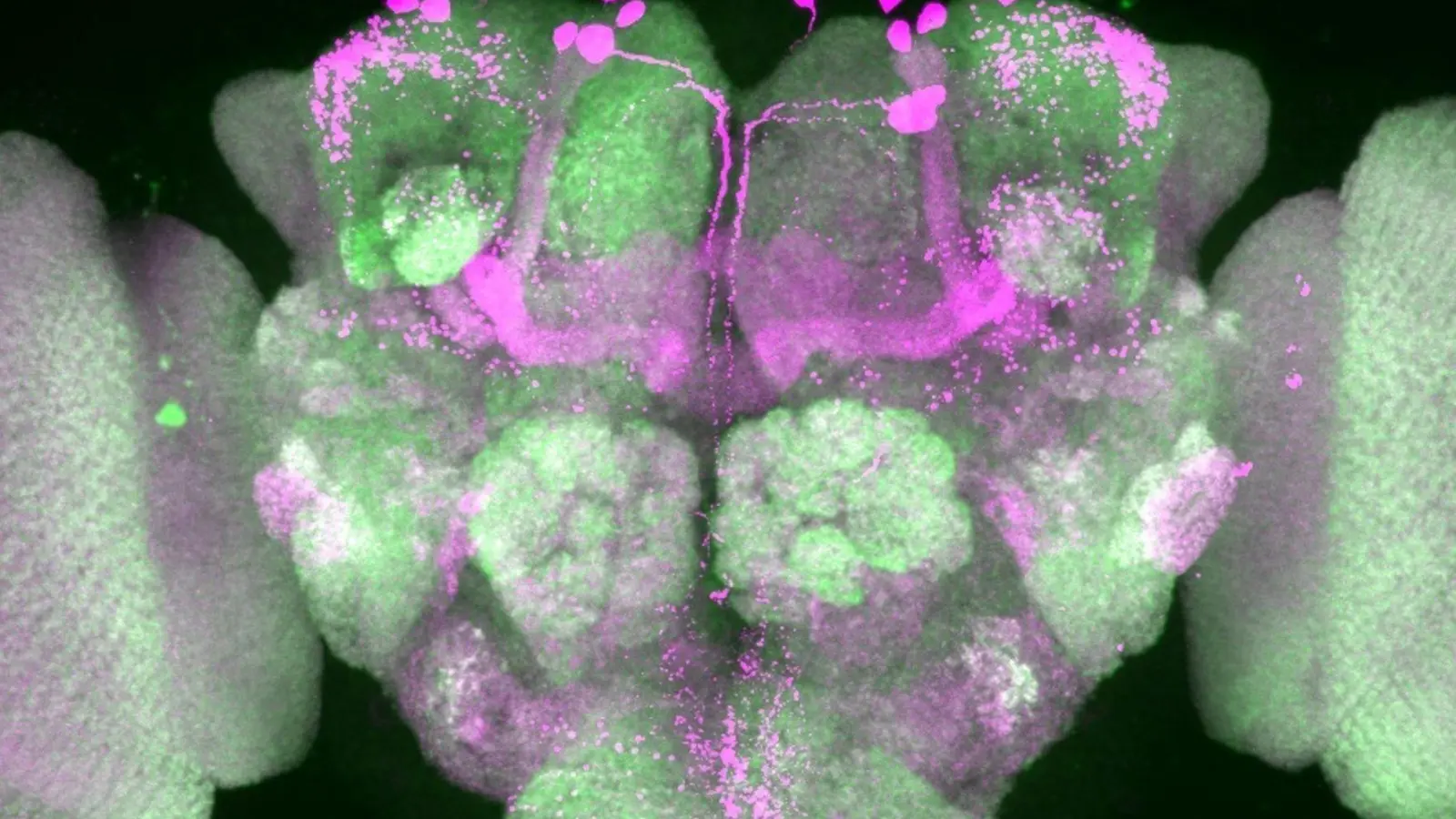 Nervenzellen im Gehirn einer Taufliege wurden durch Forscher pink eingefärbt, Nervenzellenverbindungen sind grün dargestellt.  (Foto: Anatoli Ender/Charité/dpa)